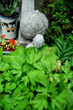 buddha statue in leaves