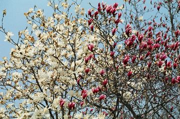 redandwhitetree