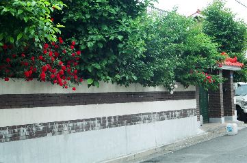 rosewall