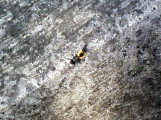 bug_1