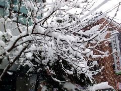 snowladentree