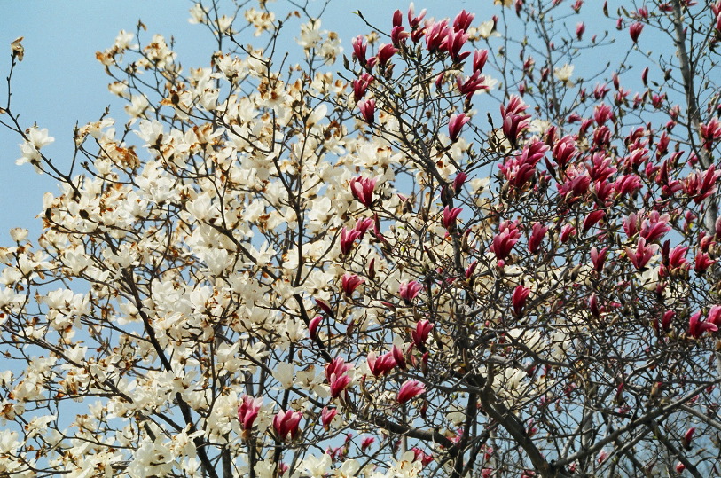 redandwhitetree