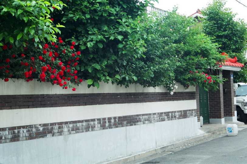 rosewall