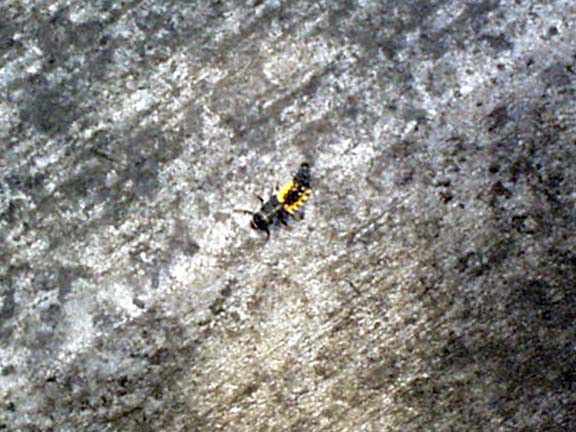 bug_1