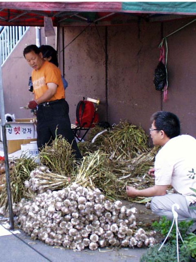 Garlic_2
